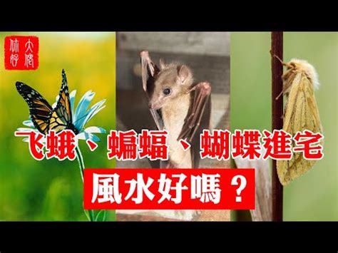 看見蝴蝶代表什麼|【看到蝴蝶代表什麼】看到蝴蝶代表什麼？3大自然象徵預言財富。